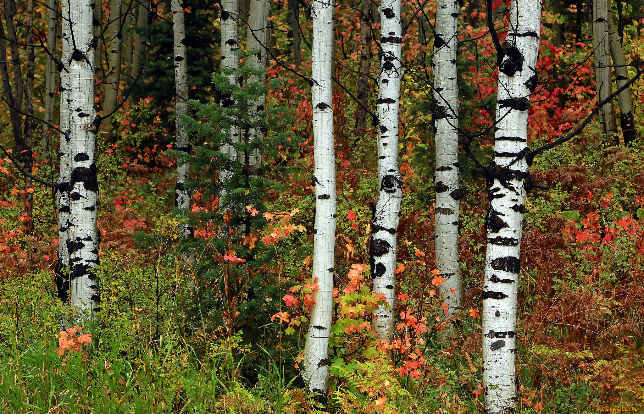 Панорама осеннего леса береза рябина ель